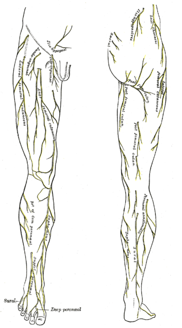 File:Gray825and830.PNG