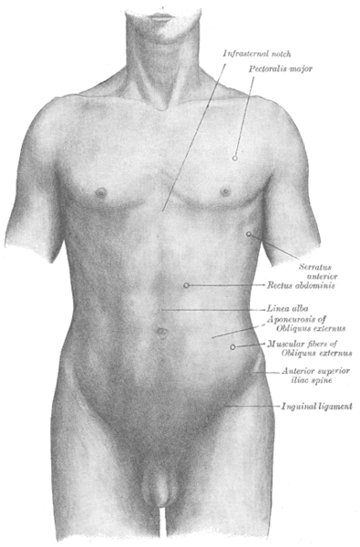 File:Gray abdomen front surface en.png