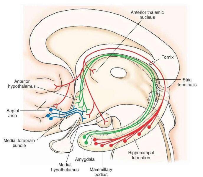 File:Medial Forebrain Bundle.jpg