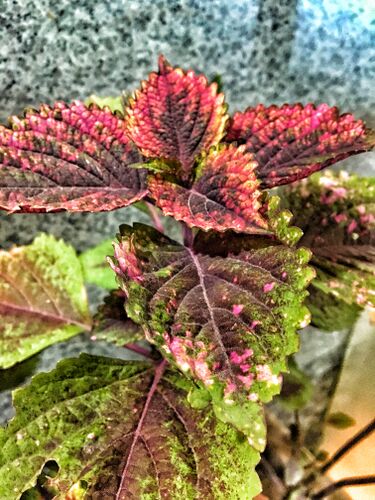 File:Solenostemon - Coleus plant.jpg