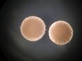 Thumbnail for version as of 22:28, 8 June 2026