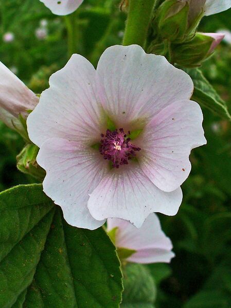 File:Althaea officinalis 002.JPG