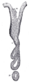 Diagram of gastric glands