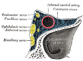Diagram of the ophthalmic nerve and its branches