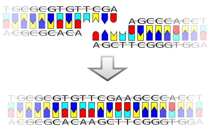 File:Ligation.svg