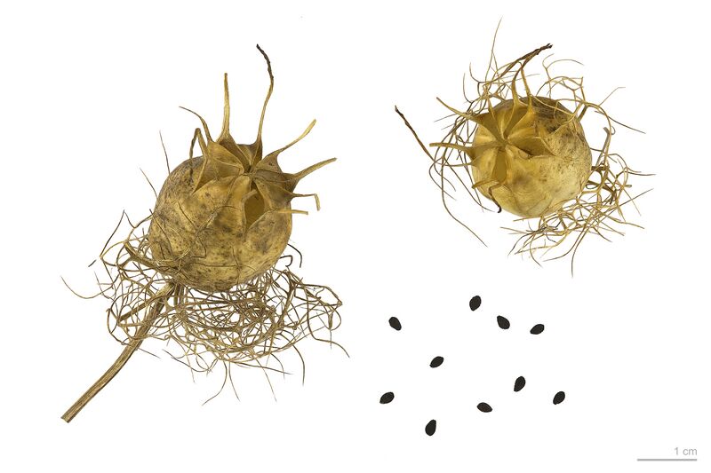 File:Nigella damascena MHNT.BOT.2007.40.38.jpg