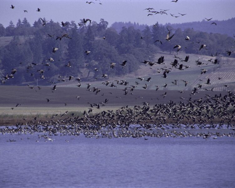 File:Ankeny National Wildlife Refuge.jpg