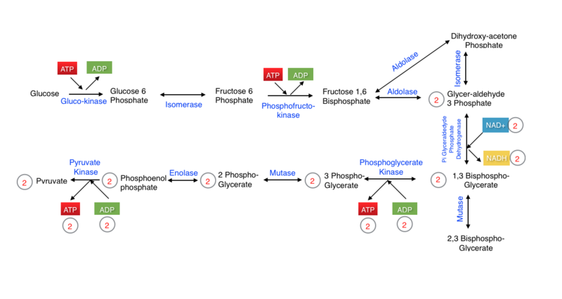 File:Glycolysis including irreversible steps.png