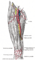 Superficial epigastric artery