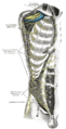 Intercostal nerves and surrounding structures