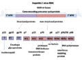 Hepatitis C virus genome