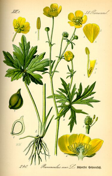 File:Illustration Ranunculus acris0.jpg