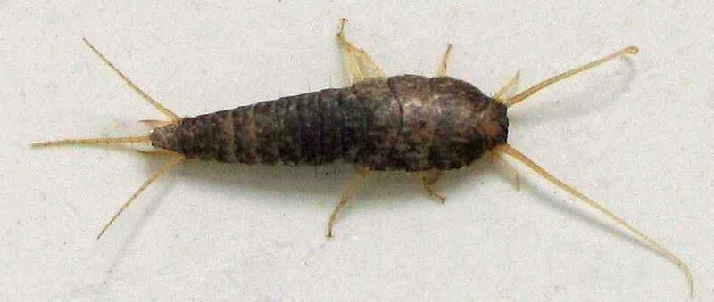 File:Lepisma saccharina.jpg