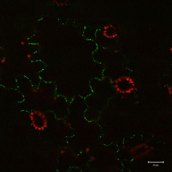 File:MP-30-GFP.jpg