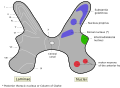 Medulla spinalis - Substantia grisea