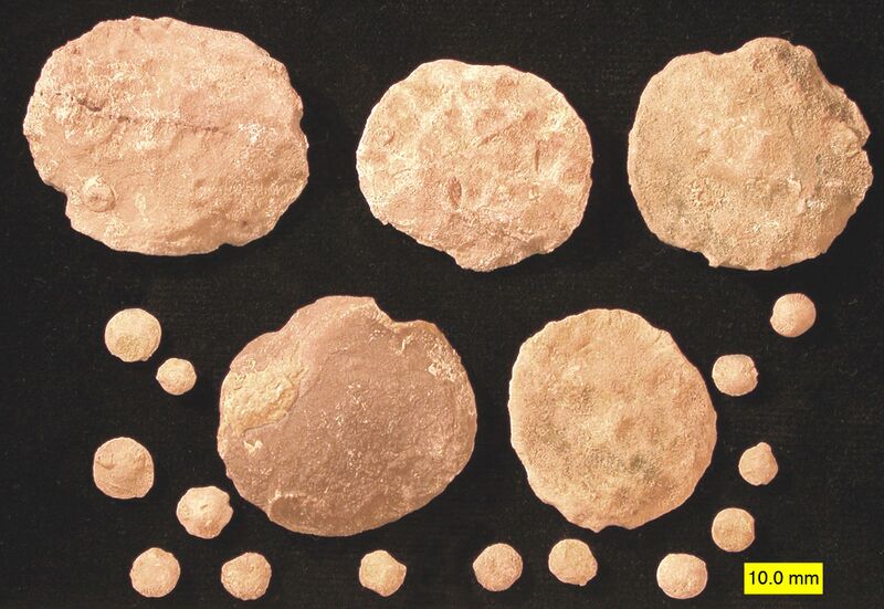 File:Nummulitids.jpg