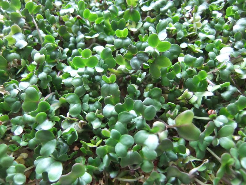 File:Broccoli sprouts.jpg