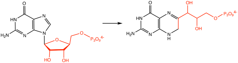 File:DihydroneopterinTriphosphate.png