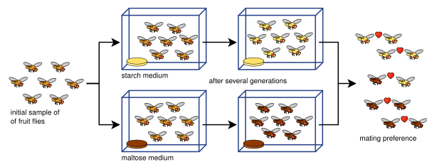 File:Drosophila speciation experiment.svg