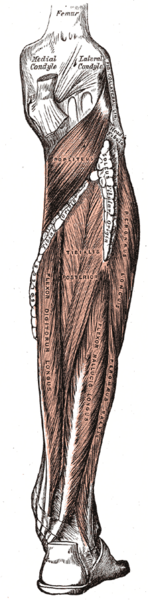 File:Gray439.png