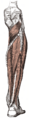 Thumbnail for version as of 17:28, 18 May 2026