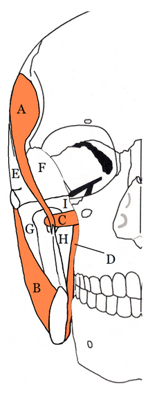File:Masticator space.png