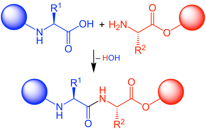 File:Peptide coupling.svg