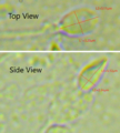 Sperm head dimensions
