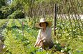 Horta