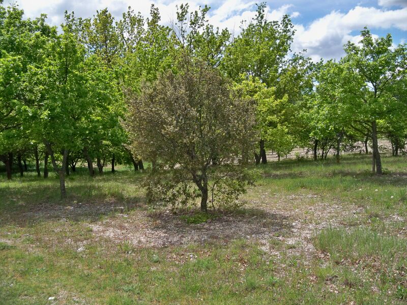 File:Beaumont - truffières.jpg