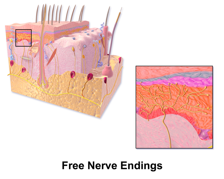 File:Blausen 0803 Skin FreeNerveEndings.png