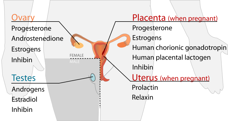 File:Endocrine reproductive system en.svg