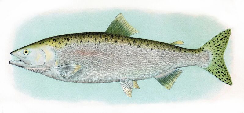 File:Humpback Salmon Adult Male.jpg