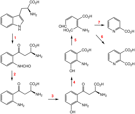 File:Kynurenine pathway wordless.svg