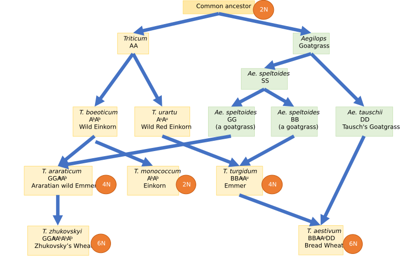 File:Polyploid wheat origins.svg