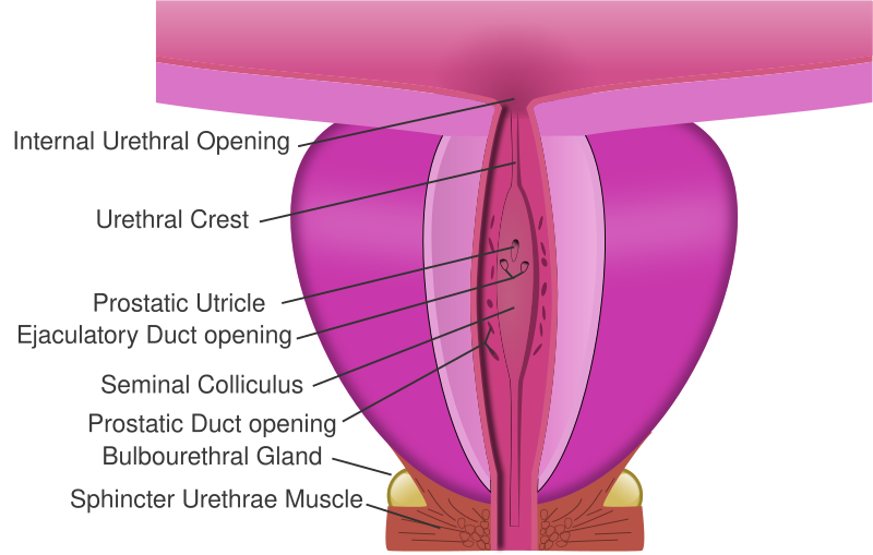 File:Prostatic urethra.svg