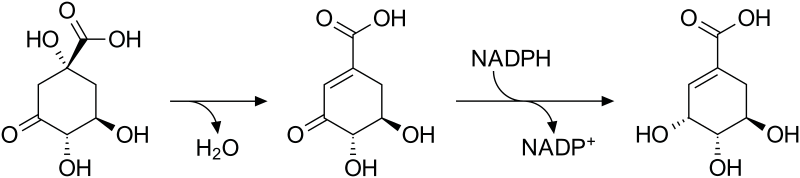 File:Shikimate pathway 2.svg