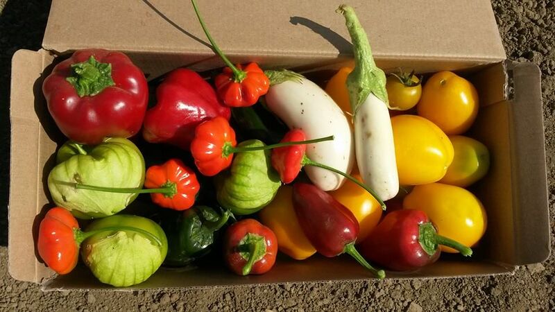 File:Solanums in a box.jpg