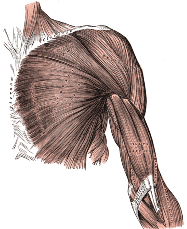 File:Arm muscles front superficial.png