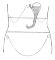 Thumbnail for version as of 17:28, 18 May 2026