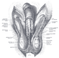 Internal spermatic fascia