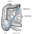 Lymphatic system of the abdomen