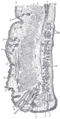 Levator palpebrae superioris muscle