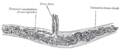 Thumbnail for version as of 17:28, 18 May 2026