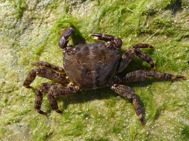 File:Pachygrapsus marmoratus 2009 G4.jpg