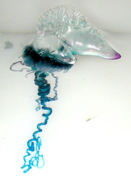 File:Portuguese Man-O-War (Physalia physalis).jpg