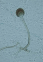 Thumbnail for version as of 22:27, 8 June 2026