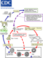 Thumbnail for version as of 22:35, 8 June 2026