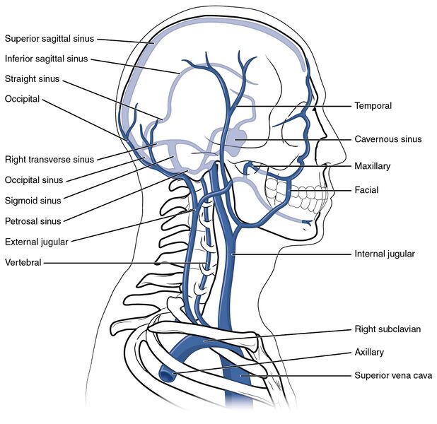 File:2133 Head and Neck Veins.jpg