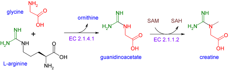 File:CreatineSynthesis(en).png